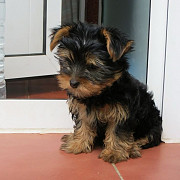 Small yorkie puppies are sold male and female from Concord