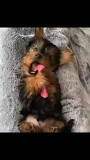 Yorkshire terrier cafe with black for sale from Trenton