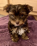 Yorkie breed puppies available for sale from Albany