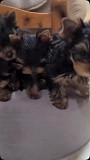 Purebred male and female yorkie puppies for sale from Albany