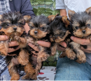Purebred male and female Yorkie puppies available for sale from Albany
