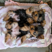 Purebred male and female Yorkie puppies available for sale from Albany