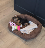 Yorkshire Terrier puppy, cheap price, adorable puppy with vaccinations and certificate from Harrisburg