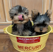 Yorkshire Terrier puppy, cheap price, adorable puppy with vaccinations and certificate from Harrisburg