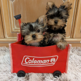 2-month-old Yorkshire terrier for sale at a good price from Providence