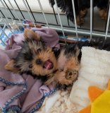 2-month-old Yorkshire terrier for sale at a good price from Providence
