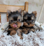 Mini Yorkie terrier available at a good price from Providence