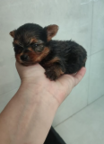 Mini Yorkie terrier available at a good price from Providence