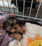 Affectionate male and female toy Yorkshire Terrier puppies for sale from Madison
