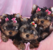 Affectionate male and female toy Yorkshire Terrier puppies for sale from Madison