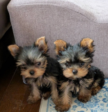 Purebred male Yorkshire micro toy dogs for sale from Phoenix
