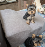 Purebred male Yorkshire micro toy dogs for sale Sacramento