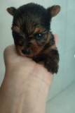 Yorkshire terrier mini toy male purebred at the best selling price Olympia