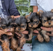 Yorkshire terrier mini toy male purebred at the best selling price Olympia