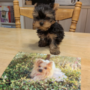 Yorkshire Terrier puppy, cheap price, adorable puppy with vaccinations and certificate from Salem