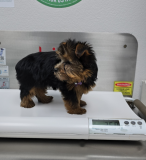 Yorkshire Terrier puppy, cheap price, adorable puppy with vaccinations and certificate from Salem