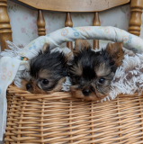 Cheap purebred male Yorkshire puppies for sale from Denver