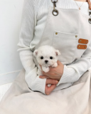 Malt male and female puppies for sale from Denver