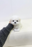 Beautiful and affectionate Maltese puppies, from Augusta