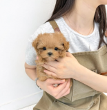 Beautiful and affectionate Maltese puppies, from Augusta