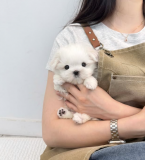 Beautiful and affectionate Maltese puppies, from Augusta
