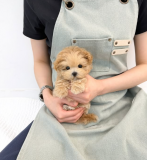 white maltes for sale, available immediate delivery. from Lansing