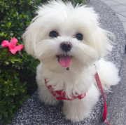 maltese female and male baby short ears at best selling price from Saint Paul