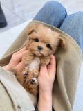 male and female mini teacup maltese puppies for sell from Salem