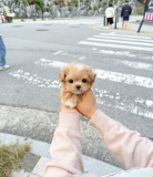 male and female mini teacup maltese puppies for sell from Salem