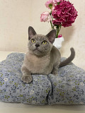 European Burmese Cat from Odessa