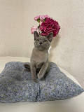 European Burmese Cat from Odessa