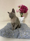 European Burmese Cat from Odessa