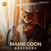 Maine Coon Breeders: Ethical, Responsible Sources For Healthy, Well-Socialized Kittens Milton