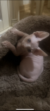 Sphynx cats Dubai
