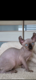 Sphynx cats Dubai