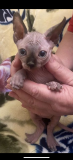 Sphynx cats Dubai