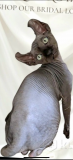 Sphynx cats Dubai