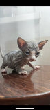 Sphynx cats Dubai