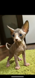 Sphynx cats Dubai