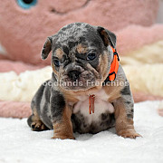 Adorable French Bulldogs Looking for a Loving New Home Charlotte