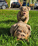 Suit lilac & tan girl Lorient