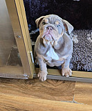 Suit lilac & tan girl Lorient