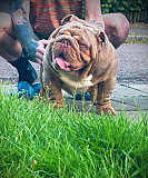 Suit lilac & tan girl Lorient