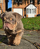 Suit lilac & tan girl Lorient