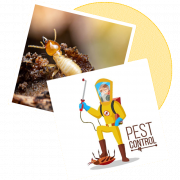 Sorna Valli Pest Control Chennai