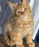 Maine Coon Kittens in Minnesota: Family-Friendly & Adorable Furry Pets Milton