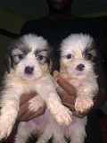 6 weeks female Lhasa ahpso for sale Lagos