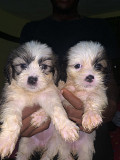 6 weeks female Lhasa ahpso for sale Lagos