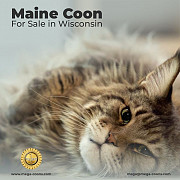 Maine Coon For Sale in Wisconsin: Friendly, Well-Bred Cats Ready For Loving Homes Milton