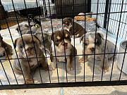 English Bulldog Puppies— stocky build, adorable wrinkles, and sweet personalities. Melbourne